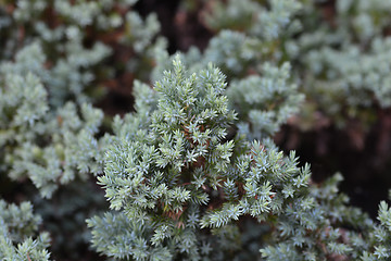 Image showing Flaky Juniper