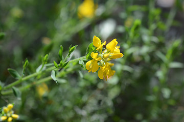 Image showing Spanish Gorse