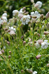 Image showing Sea campion