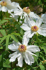 Image showing Ostis Tree Peony