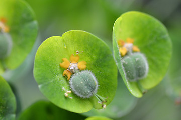 Image showing Wulfens spurge