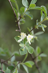 Image showing Small-leaved honeysuckle