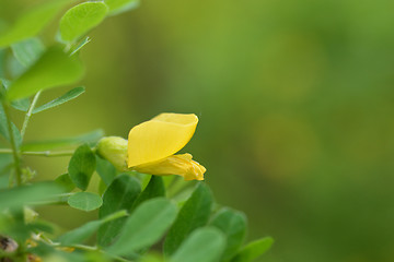 Image showing Little-leaved pea shrub