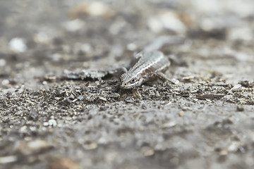 Image showing Small Viviparous Lizard On The Blurred Natural Background