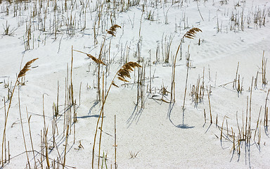 Image showing Golden Reeds Closeup In White Sand Dunes