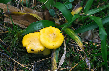 Image showing Wild Edible Yellow Mushrooms In The Forest Close-up