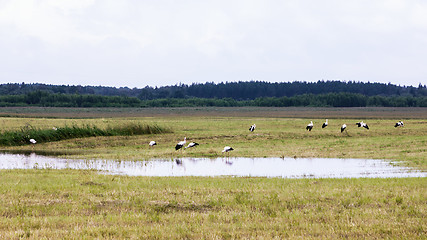 Image showing Group of White Storks Around The Pond In The Field