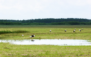 Image showing White Storks Resting By The Water On A Field At Summer Day