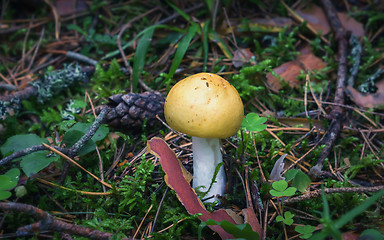 Image showing Wild Edible Yellow Mushroom In The Forest Close-up