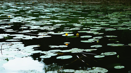 Image showing Yellow Water-lily Flower And Leaves On The Water Surface
