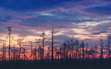 Image showing Atmospheric Night Landscape With Deadwood At Sunset