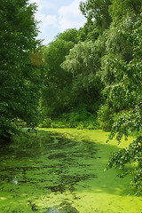 Image showing Summer Green Landscape With Duckweed River