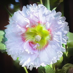 Image showing Hollyhock or Malva White Flower In The Garden Closeup