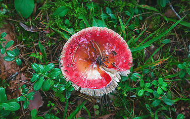 Image showing Wild Red Mushroom In The Wet Forest Close-up