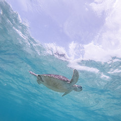 Image showing Sea turtle swimming freely in the blue ocean.