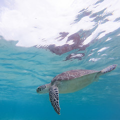Image showing Sea turtle swimming freely in the blue ocean.