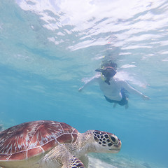 Image showing People on vacations wearing snokeling masks swimming with sea turtle in turquoise blue water of Gili islands, Indonesia. Underwater photo.