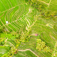 Image showing Drone view of Jatiluwih rice terraces and plantation in Bali, Indonesia, with palm trees and paths.