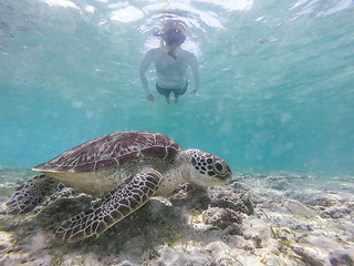 Image showing Woman on vacations wearing snokeling mask swimming with sea turtle in turquoise blue water of Gili islands, Indonesia. Underwater photo.