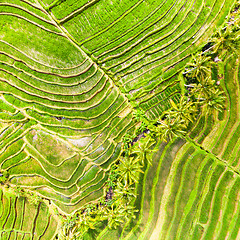 Image showing Drone view of Jatiluwih rice terraces and plantation in Bali, Indonesia, with palm trees and paths.