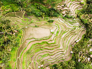 Image showing Drone view of Tegalalang rice terrace in Bali, Indonesia, with palm trees and paths for touristr to walk around plantations