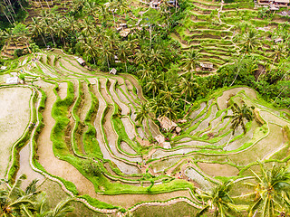 Image showing Drone view of Tegalalang rice terrace in Bali, Indonesia, with palm trees and paths for touristr to walk around plantations