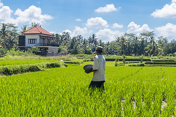 Image showing Male farmer working in beautiful rice terrace plantation near Ubud,Bali, Indonesia, south east Asia