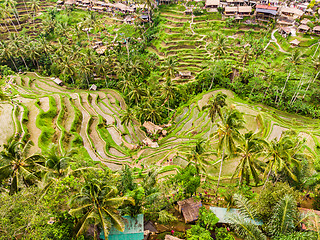 Image showing Drone view of Tegalalang rice terrace in Bali, Indonesia, with palm trees and paths for touristr to walk around plantations