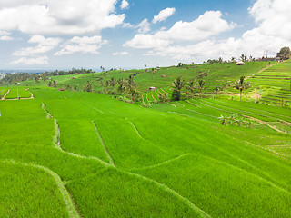 Image showing Jatiluwih rice terraces and plantation in Bali, Indonesia, with palm trees and paths.