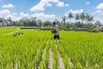 Image showing Male farmer working in beautiful rice terrace plantation near Ubud,Bali, Indonesia, south east Asia