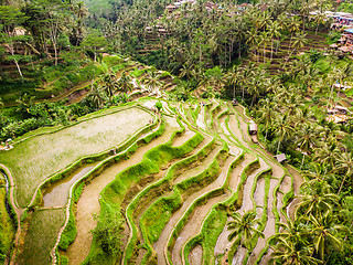 Image showing Drone view of Tegalalang rice terrace in Bali, Indonesia, with palm trees and paths for touristr to walk around plantations