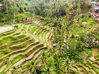 Image showing Drone view of Tegalalang rice terrace in Bali, Indonesia, with palm trees and paths for touristr to walk around plantations