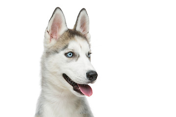 Image showing Cute husky puppy dog