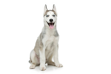 Image showing Cute husky puppy dog