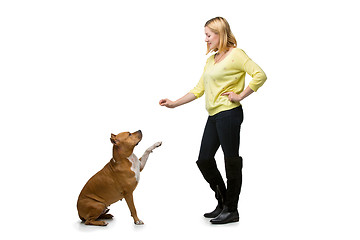 Image showing Girl with amstaff dog