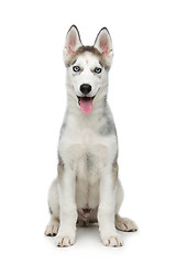 Image showing Cute husky puppy dog