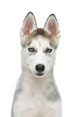 Image showing Cute husky puppy dog