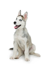 Image showing Cute husky puppy dog