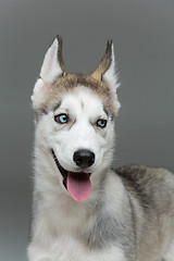 Image showing Cute husky puppy dog