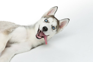 Image showing Cute husky puppy dog