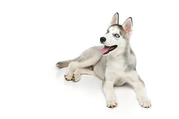 Image showing Cute husky puppy dog