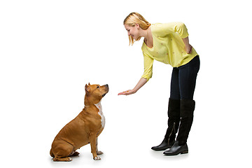 Image showing Girl with amstaff dog