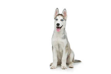 Image showing Cute husky puppy dog