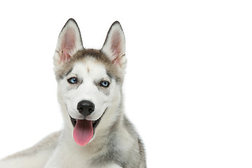 Image showing Cute husky puppy dog