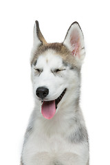 Image showing Cute husky puppy dog