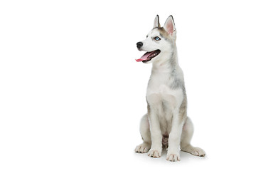 Image showing Cute husky puppy dog