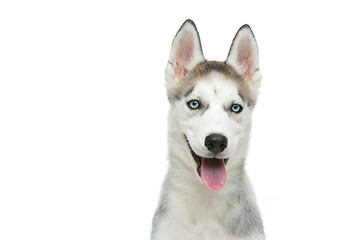 Image showing Cute husky puppy dog