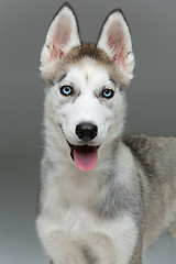 Image showing Cute husky puppy dog