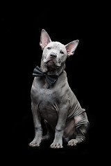 Image showing Thai ridgeback puppy