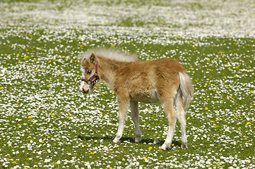 Image showing Horse foal on flower field